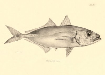 Eläintiede: Charles Darwinin Beagle-matkansa aikana kuvaaman kalan "Caranx torvus" kuva. Lautanen teoksesta "The zoology of the voyage of H.M.S. Beagle under the command of Captaain Fitzroy during the years 1832-1836". tekijältä Unbekannter Künstler