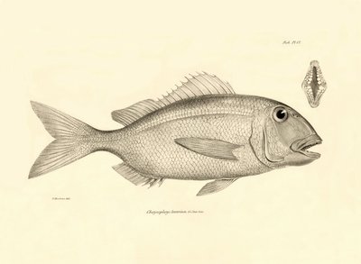 Eläintiede: Charles Darwinin Beagle-matkallaan kuvaaman Chrysophrys taurina -kalan kuva. Lautanen teoksesta "The zoology of the voyage of H.M.S. Beagle under the command of Captaain Fitzroy during the years 1832-1836". tekijältä Unbekannter Künstler