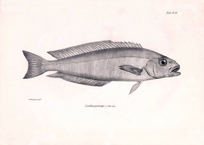 Eläintiede: Charles Darwinin Beagle-matkansa aikana kuvaaman Latilus princeps -kalan kuva. Kilpi teoksesta "The zoology of the voyage of H.M.S. Beagle under the command of Captaain Fitzroy during the years 1832-1836". tekijältä Unbekannter Künstler