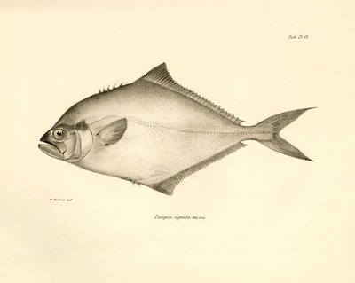 Eläintiede: Charles Darwinin Beagle-matkansa aikana kuvaaman kalan "Paropsis signata" kuva. Lautanen teoksesta "The zoology of the voyage of H.M.S. Beagle under the command of Captaain Fitzroy during the years 1832-1836". tekijältä Unbekannter Künstler