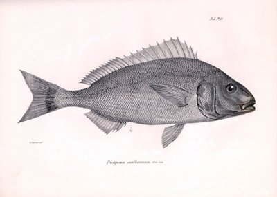 Eläintiede: Charles Darwinin Beagle-matkansa aikana kuvaaman kalan "Pristipoma cantharinum" kuva. Kilpi teoksesta "The zoology of the voyage of H.M.S. Beagle under the command of Captaain Fitzroy during the years 1832-1836". tekijältä Unbekannter Künstler
