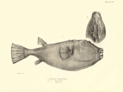 Eläintiede: Charles Darwinin Beagle-matkansa aikana kuvaaman kalan "Tetrodon (Tetraodon) angusticeps" kuvaus. Kilpi teoksesta "The zoology of the voyage of H.M.S. Beagle under the command of Captaain Fitzroy during the years 1832-18". tekijältä Unbekannter Künstler