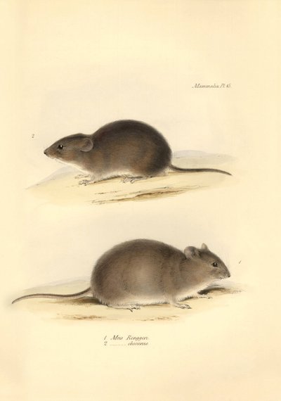 Eläintiede: "Mus Renggeri" ja "Mus obscurus" (rotat), jotka Charles Darwin kuvasi tutkimusmatkallaan Beaglella. Lautanen teoksesta "The Zoology of the voyage of the H.M.S. Beagle under the command of Captain Fitzroy during the years 1832 to 183". tekijältä Unbekannter Künstler