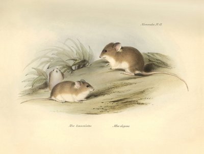 Eläintiede: "Mus albimaculatus" ja "Mus elegans" (hiiri), jotka Charles Darwin kuvasi tutkimusmatkallaan Beaglella. Kilpi teoksesta "The Zoology of the voyage of the H.M.S. Beagle under the command of Captain Fitzroy during the years 1832 to 18" (Kapteeni  tekijältä Unbekannter Künstler