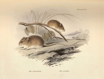 Eläintiede: "Mus longicaudatus" ja "Mus gracilipes" (hiiri), jotka Charles Darwin kuvasi tutkimusmatkallaan Beaglella. Lautanen teoksesta "The Zoology of the voyage of the H.M.S. Beagle under the command of Captain Fitzroy during the years 1832 to tekijältä Unbekannter Künstler
