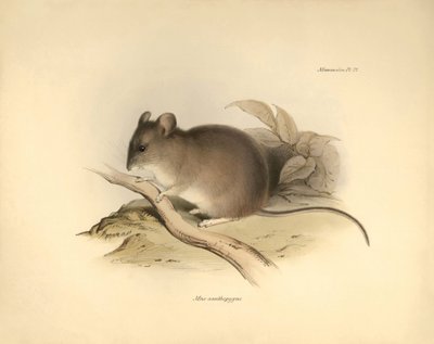 Eläintiede: "Mus xanthopygus" eli xanthopygus-hiiri, jonka Charles Darwin kuvasi tutkimusmatkallaan Beaglella. Kilpi teoksesta "The Zoology of the voyage of the H.M.S. Beagle under the command of Captain Fitzroy during the years 1832 to 1836 e". tekijältä Unbekannter Künstler