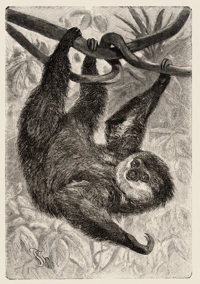 Eläintiede: unau tai laiska kuvaa ja kuvittaa Carlo Vogt ja Federico Specht in "Natural history illustree: nisäkkäät" 1884. tekijältä Unbekannter Künstler