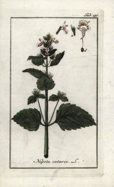catary tai catary tai kissanminttu (Nepeta cataria). Litografia Johannes Zornin (1739-1799) teoksesta "Afbeelding der Artseny-Gewassen", Alankomaat. tekijältä Unbekannter Künstler
