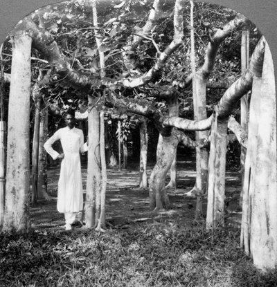 Banyan-puun juurien joukossa, Kalkutta, Intia, 1900-luku. tekijältä Underwood and Underwood