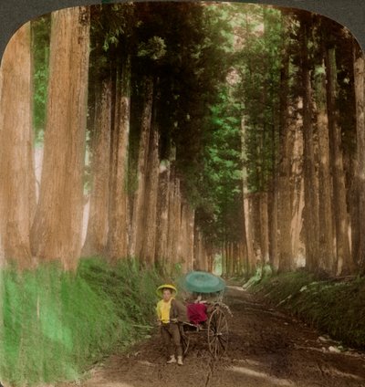 Kryptomeriasetripuiden katu, Nikko, Japani, 1896. tekijältä Underwood and Underwood