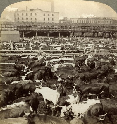 Nauta, Great Union Stock Yards, Chicago, Illinois, USA. tekijältä Underwood and Underwood