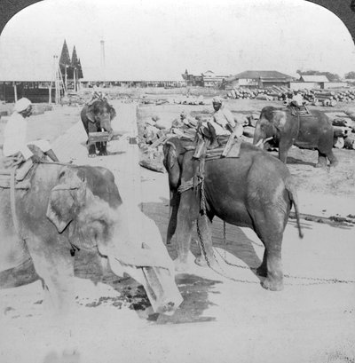 Norsut työskentelevät puupihalla, Intia, 1900-luku. tekijältä Underwood and Underwood