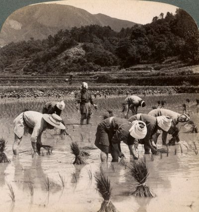 Maataloustyöläiset istuttivat riisin versoja lähellä Kiotona, Japani, 1904 tekijältä Underwood and Underwood