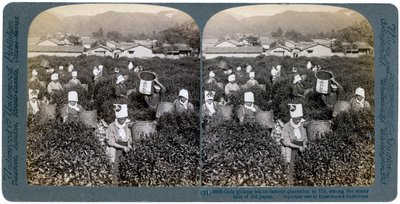 Tytöt poimimassa teetä kuuluisalla istutuksella Ujissa, Japanissa, 1904 tekijältä Underwood and Underwood