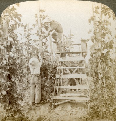 Rich Hop District, Training the Vines, White River Valley, Washington, USA. tekijältä Underwood and Underwood