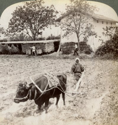Aurataan tulvittua maata riisin istutusta varten Ujin päätien pohjoispuolella, lähellä Kiotona Japanissa, 1904. tekijältä Underwood and Underwood
