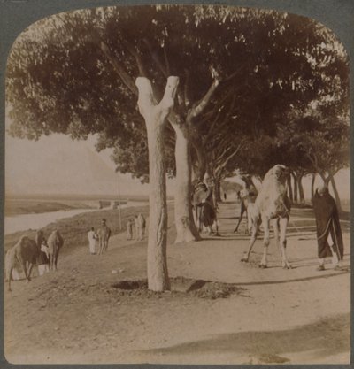 Tie pyramideihin, Egypti, 1896. tekijältä Underwood and Underwood