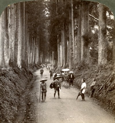 Lehdot olivat jumalan ensimmäisiä temppeleitä, jalojen kryptomerioiden katu Nikkossa, Japanissa, 1904 tekijältä Underwood and Underwood