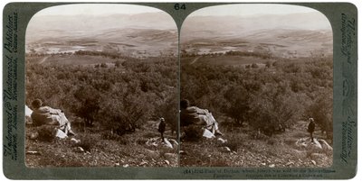 Dothanin tasango, Palestiina, 1900. tekijältä Underwood and Underwood