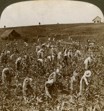 Tupakkakenttä, Montpeller, Jamaika, 1900. tekijältä Underwood and Underwood