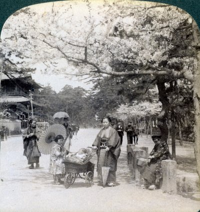 Kirsikankukkien alla katsoen koilliseen Shiba Parkin pääkadulla, Tokio, Japani, 1904 tekijältä Underwood and Underwood
