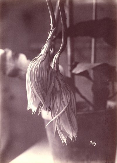 [Yökukkiva Cereus, suljettu kukinnan jälkeen] tekijältä Unidentified