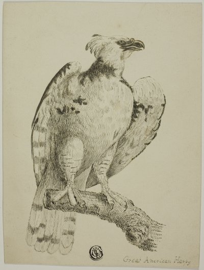 Suuri amerikkalainen harpy tekijältä Unknown