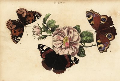 Maalattu lady-perhonen, Vanessa cardui 1, punainen amiraali, Vanessa atalanta 2 ja Euroopan riikinkukko, Aglais io 3 tekijältä Unknown