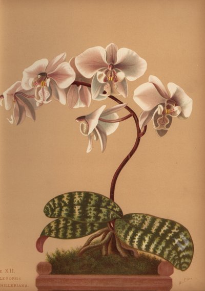 Phalaenopsis schilleriana (Phalenopsis schilleriana) tekijältä Unknown