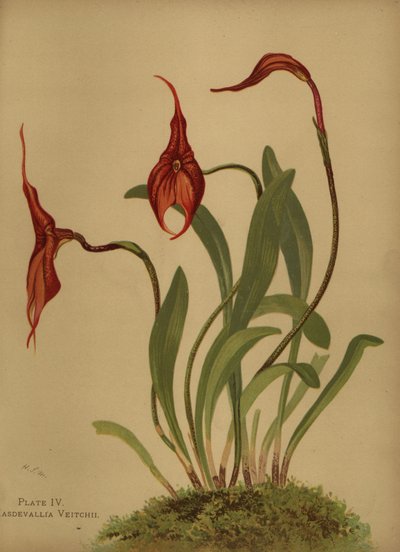 Veitchs masdevallia eli masdevallioiden kuningas, Masdevallia veitchiana tekijältä Unknown