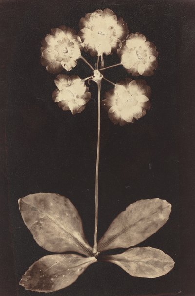 Kasvitieteellinen valokuva tekijältä Unknown 19th Century