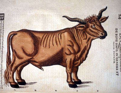 Naudanliha Conrad Gesnerin Historia Animaliumista, Tiguri 1560. Biblioteca Nazionale Braidense. Milano tekijältä Unknown artist
