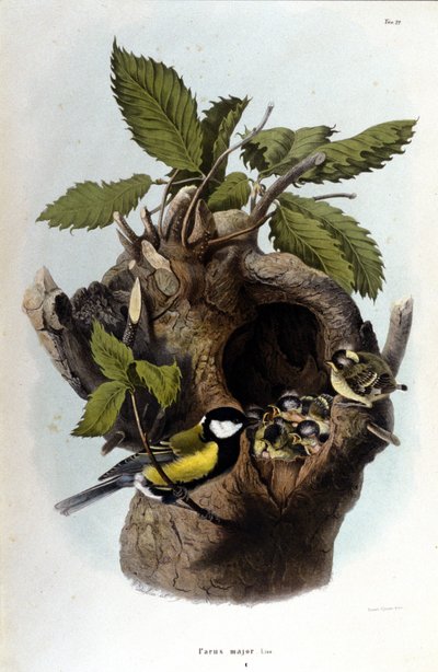 Lauta, joka edustaa tavallista lintua (tai varpusta) lähellä sen pesää. tekijältä Unknown artist