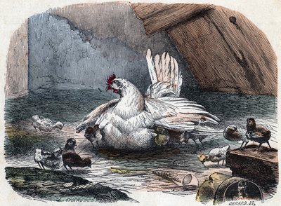 Kana suojelee poikasiaan kylmältä ojentamalla siipiään. tekijältä Unknown artist