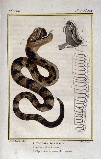 Kalkkarokäärme. Lauta, joka on otettu luonnontieteilijä Georges Louis Leclercin, Buffonin kreivin (1707 - 1788) luonnontieteellisestä käsitteestä "" Buffonin teoksista ". 1800-luvulla tekijältä Unknown artist