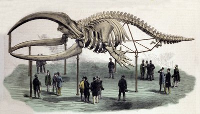 Valaiden luuranko Royal College of Surgeonsissa Lontoossa. 1800-luvun kaiverrus tekijältä Unknown artist