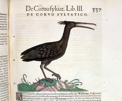 Villi korppi Conrad Gesnerin Historia Animaliumista, Tiguri 1560. Biblioteca Nazionale Braidense. Milano tekijältä Unknown artist