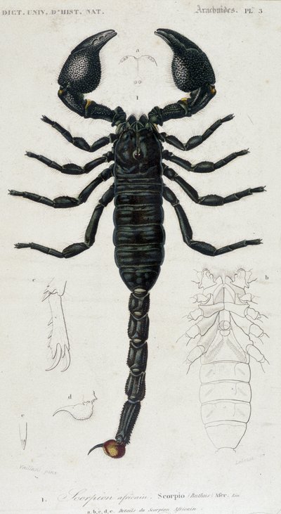 Afrikkalainen skorpioni - Natural History Board tekijältä Unknown artist