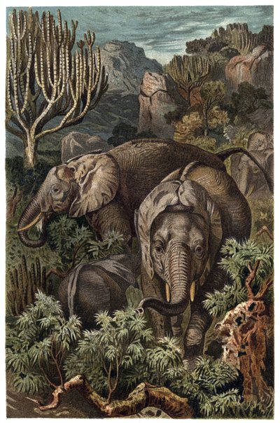 Afrikkalainen norsu (Loxodonta) - Afrikkalainen norsu (Loxodonta) - kaiverrus Alfred Edmund Brehmin (1829-1884) teoksesta "" Brehm