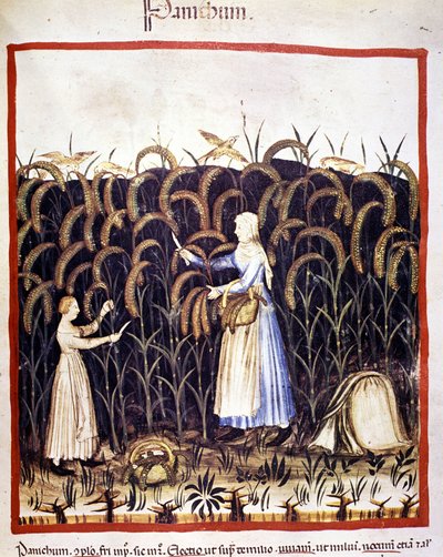 Maatalous. Muista paniikki (vilja). Valaistus lääketieteen ja dietetiikan lypsystä "" Tacuinum sanitatis"" tekijältä Unknown artist