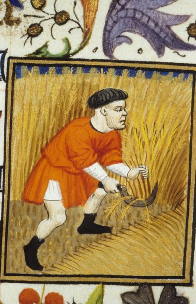 Heinäkuun allegorinen esitys. Sato: talonpoika niittää kultaista vehnää. Miniatyyri 1300-luvun käsikirjoituksesta. tekijältä Unknown artist