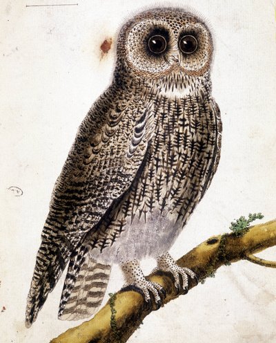 Pöllö. 1800-luvun kaiverrus. tekijältä Unknown artist