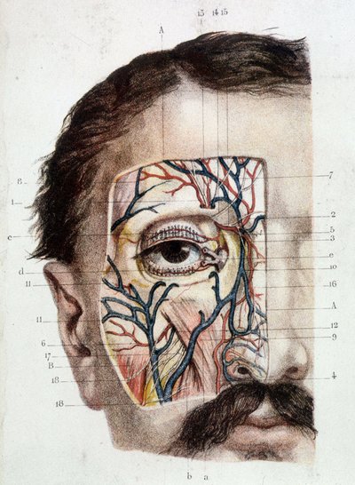 Anatominen taulu silmässä ja sen ympäristössä (nahoitettu) tekijältä Unknown artist