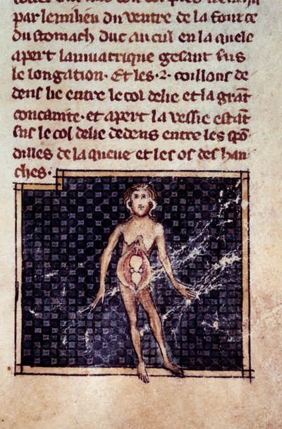 Anatomiset hahmot: miehen ja naisen kuoret, avoin vatsa, munuaiset, virtsarakko, sukuelimet: naisen yksityiskohta. Miniatyyri käsikirjoituksesta ”” Surgery” (Folio 29), jonka on kirjoittanut Henri de Mondeville (anatomian professori Philippe Le Belin kirur tekijältä Unknown artist