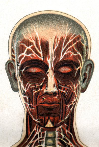 Anatomia: poikkileikkaus ihmisen kallosta, edestä nähty leikkaus edustaa lihasjärjestelmää. "Uusi luonnollinen lääke", kirjoittanut F.E. Bilz.1898. tekijältä Unknown artist