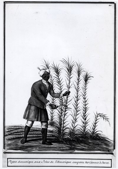 Antillit, kotimainen neekeri leikkaa sokeriruokoa. tekijältä Unknown artist
