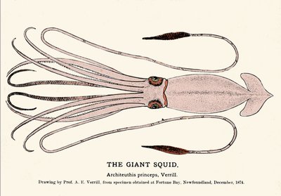 Architeuthis princeps, jättiläinen kalmari epäonnistui Fortune Bayn (Newfoundland) rannalla joulukuussa 1874, ja sen kuvasi ensimmäisenä professori A.E. Verrill. Aikakauden kaiverrus. tekijältä Unknown artist