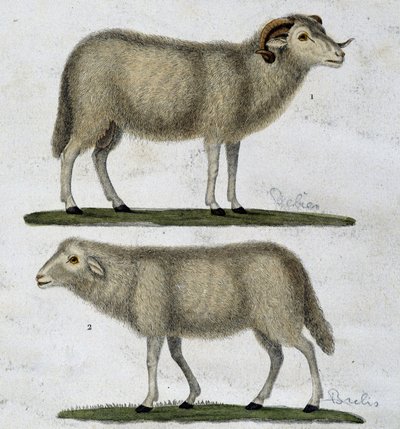 Oinas ja lampaat tekijältä Unknown artist