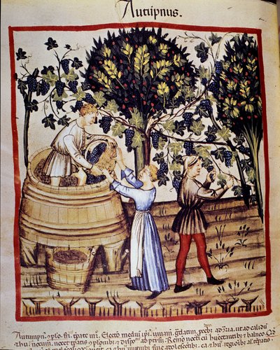 Syksyn esitys: sadonkorjuu. Rypäleiden poiminta. Valaistus lääketieteen ja dietetiikan lypsystä "" Tacuinum sanitatis"" tekijältä Unknown artist