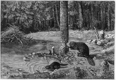 Majava leikkaa puunrunkoa tehdäkseen padon. tekijältä Unknown artist